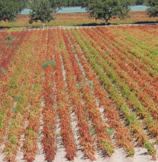 Image of green and red chile field