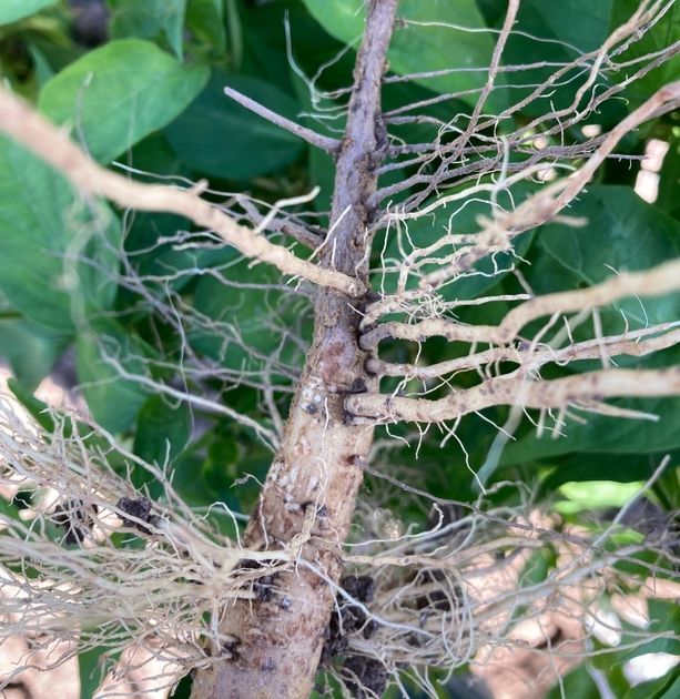 Image of green chile roots