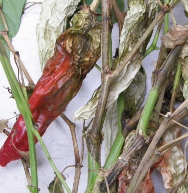 Image of rotten red pepper