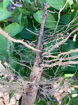 Image of a phtophthora blight