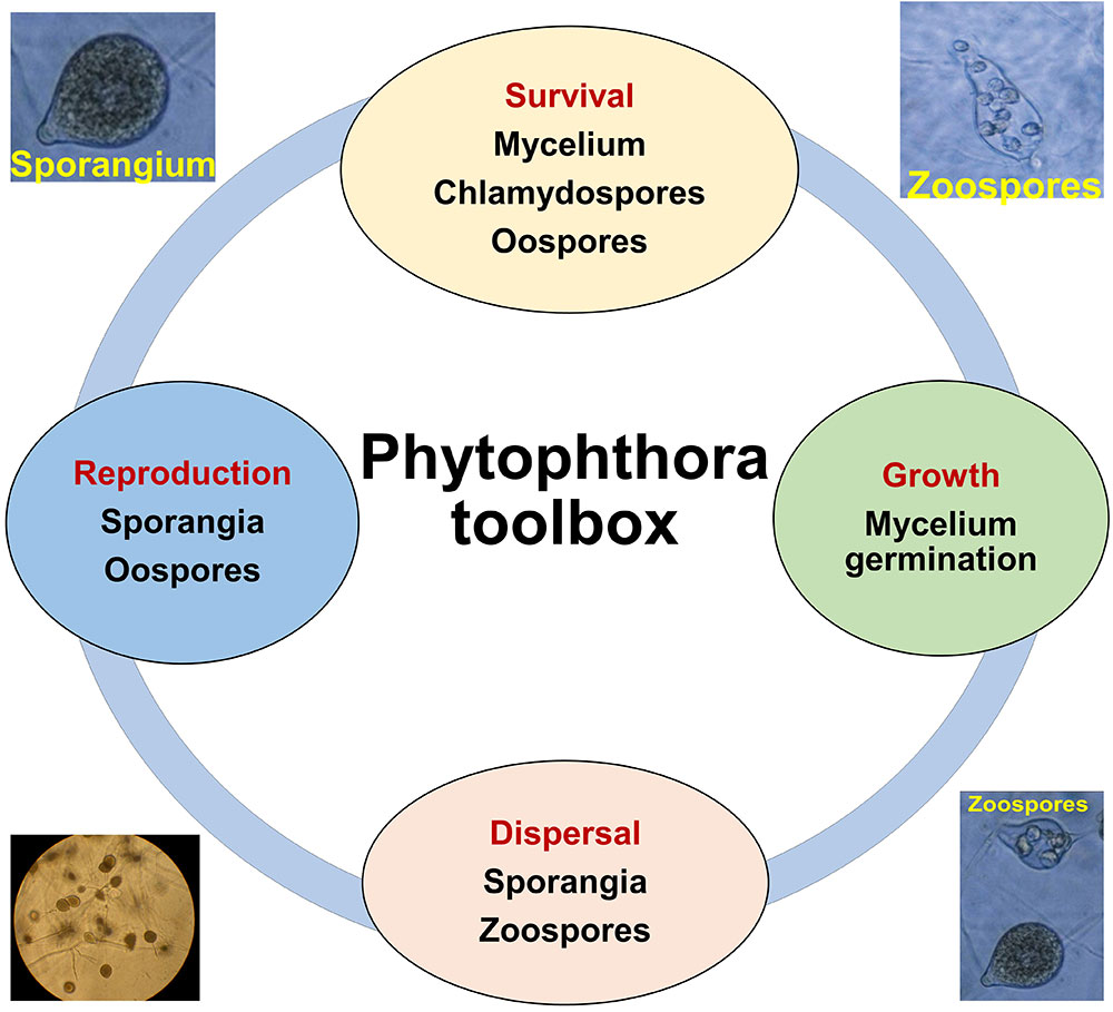 Overview flowchart of phytohthora toolbox which includes groth, dispersal, reproduction, and survival