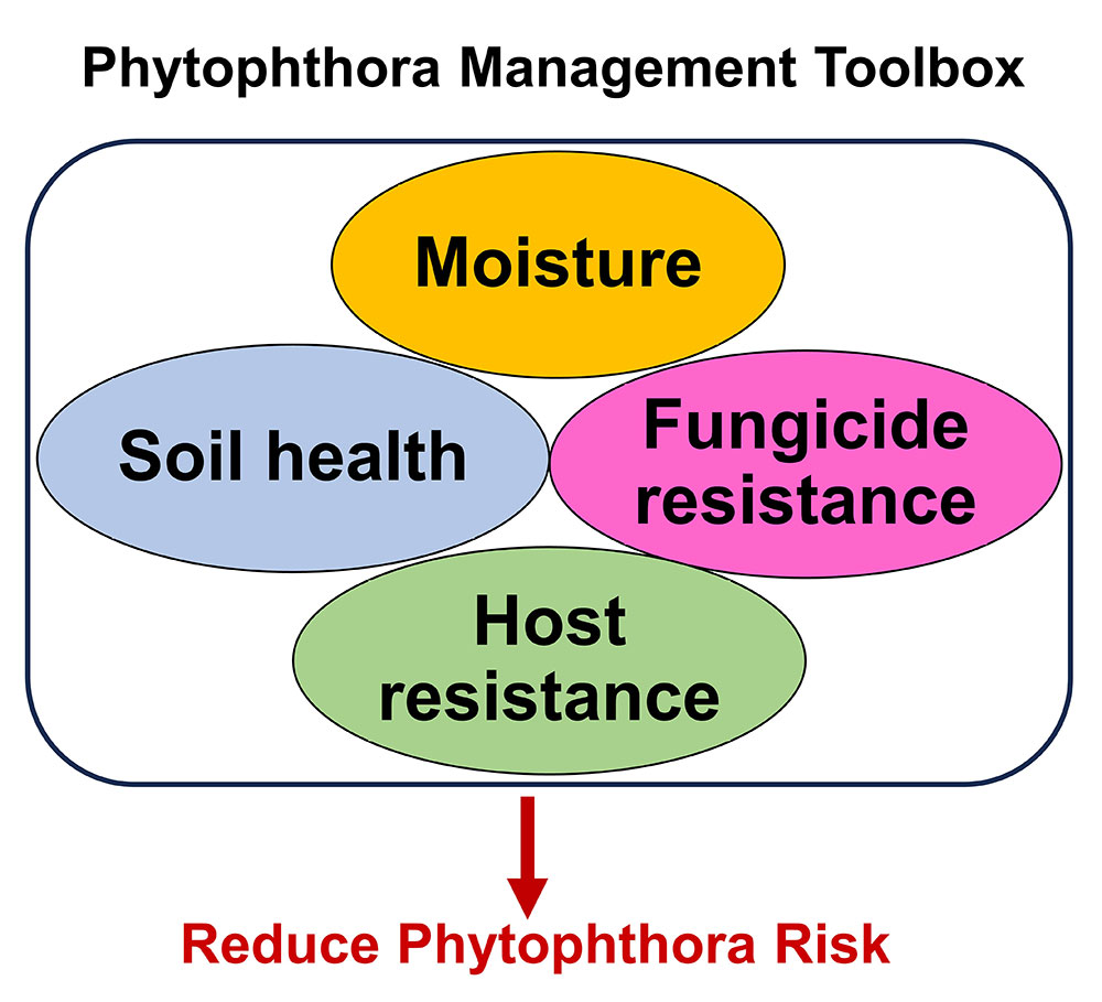 Flowchart detailing how moisture, soil health, fungicide resistance, and host resistance reduce phytophthora risk