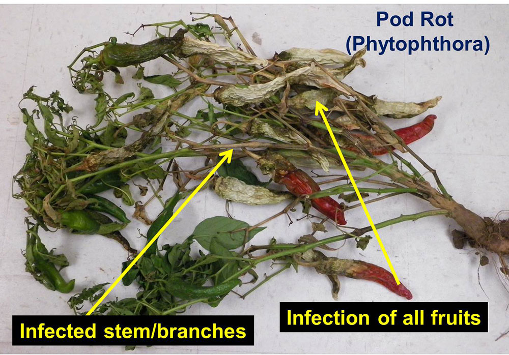 Image showing infected stem and branches from phytophtora